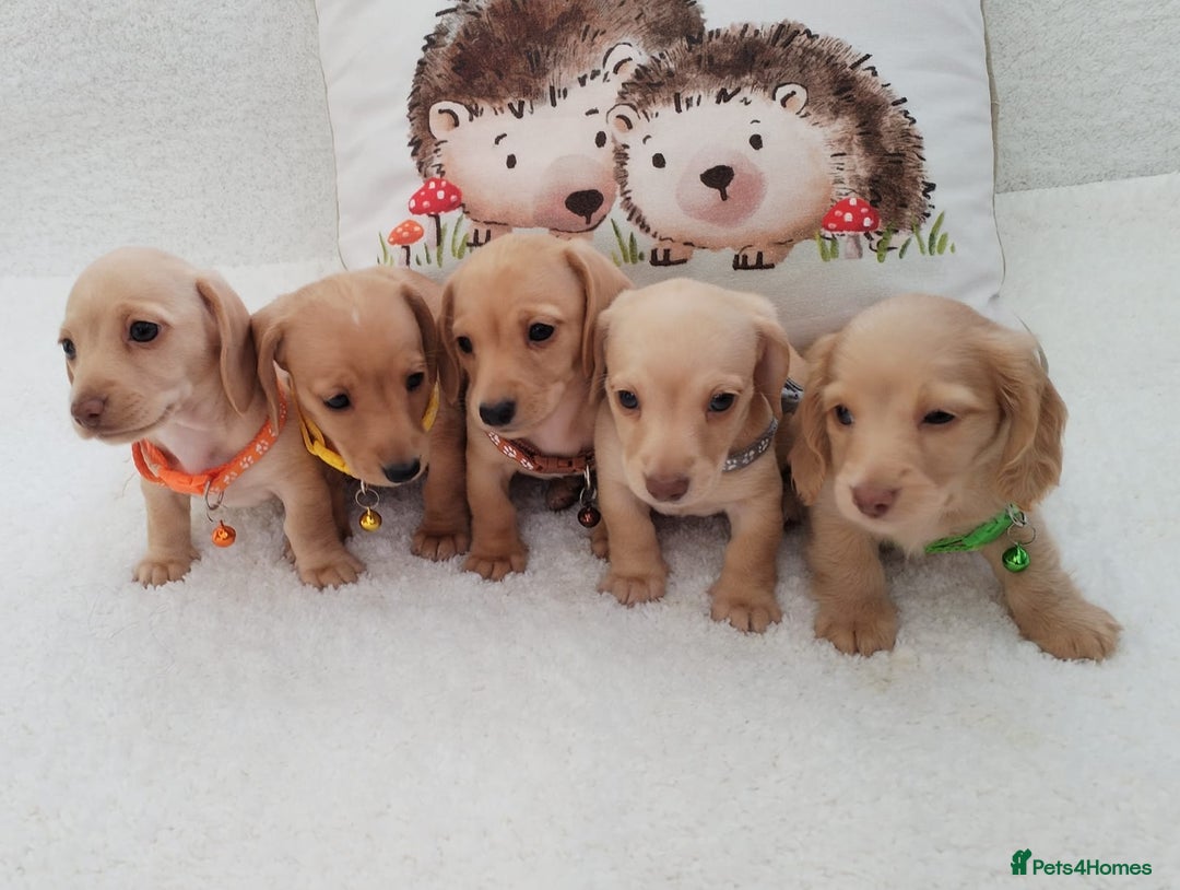 Miniature Dachshund dogs for sale: MINI DACHSHUND CREAM PRA CLEAR - Image 1