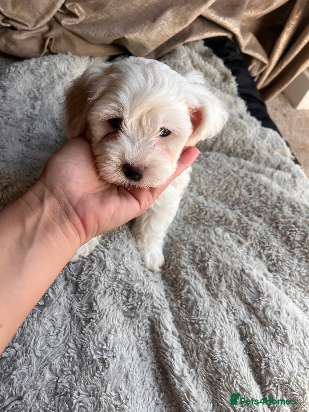 Maltipoo dogs for sale: Unique maltipoo litter 🐶🩷🩵 - Image 9