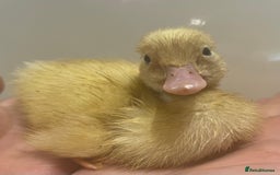 Ducks poultry for sale: Indian runner ducks /pompom runners  - Image 4