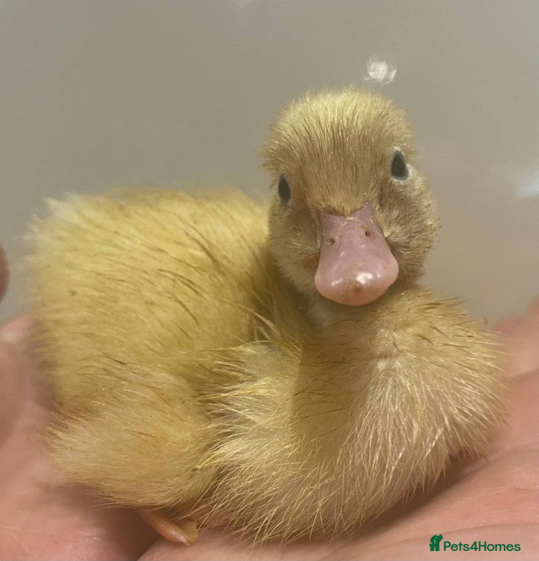 Ducks poultry for sale: Indian runner ducks /pompom runners  - Image 4