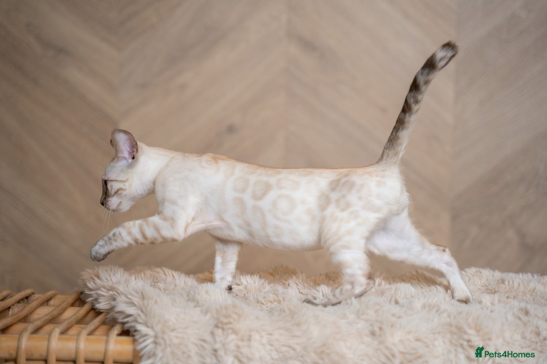 Bengal cats for sale: FRANCO- Snow Bengal Boy- Excellent traits-TICA reg - Advert 5