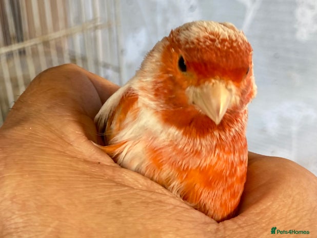 Canaries birds - Advert 3