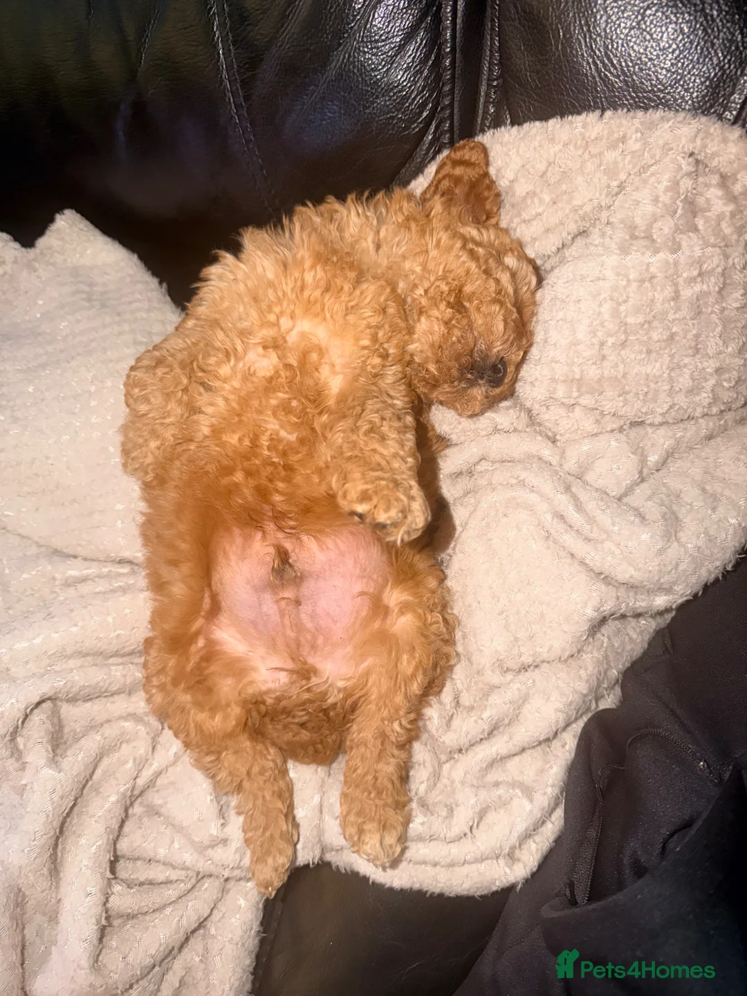 Cockapoo dogs for sale: Stunning very small Cockapoo male.  - Advert 5