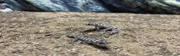 Gecko reptiles for sale: Viper geckos  in Stowmarket - Advert 1