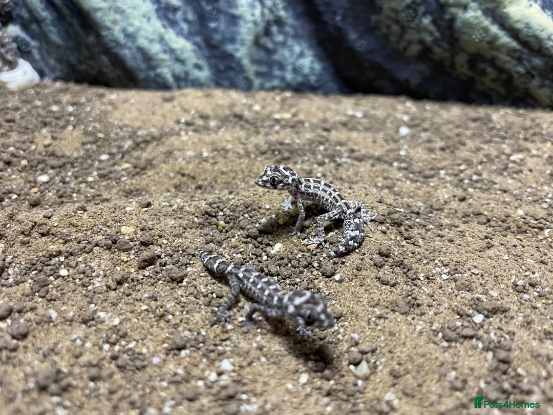 Gecko reptiles for sale: Viper geckos  in Stowmarket - Advert 1