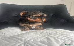 Yorkshire Terrier dogs for sale: Adorable Mini Yorkshire Terrier Puppy 🐾 - Image 4