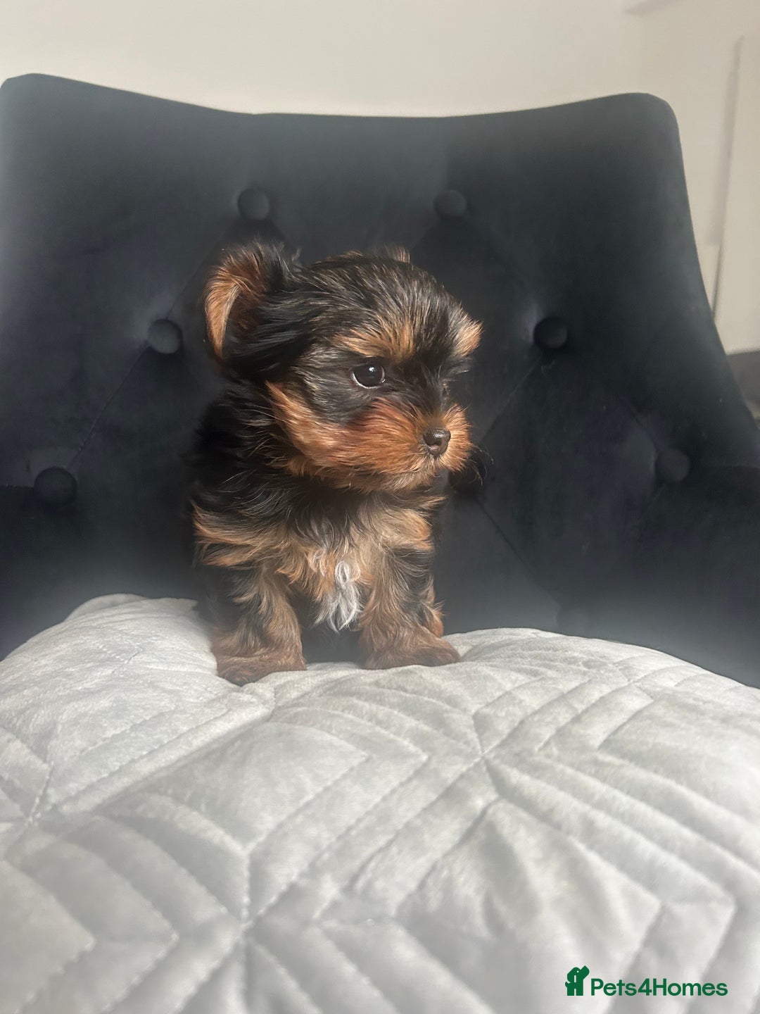 Yorkshire Terrier dogs for sale: Adorable Mini Yorkshire Terrier Puppy 🐾 - Image 4
