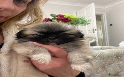 Pekingese dogs for sale: Top Quality Pekingese puppies  in Rugby - Image 20