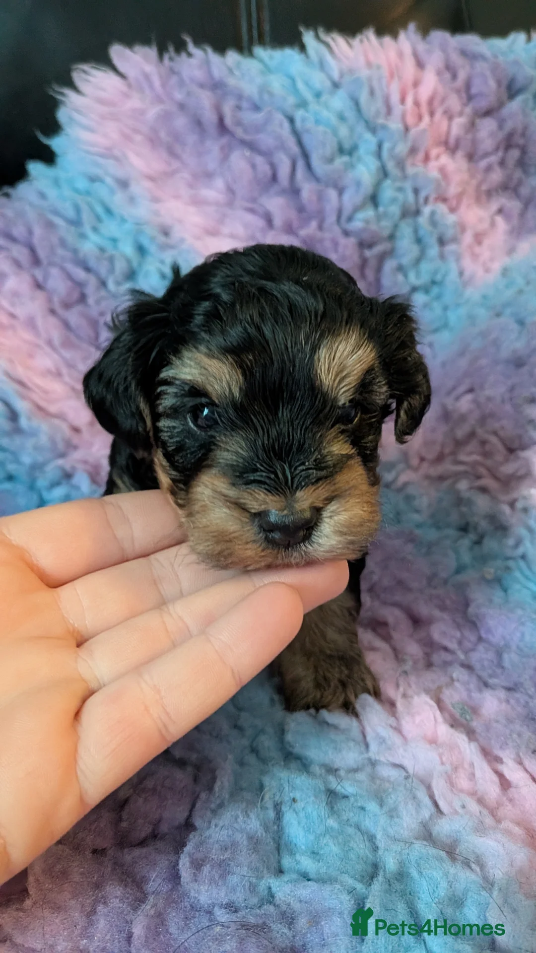 Yorkiepoo dogs for sale: Yorkiepoo puppies - Advert 2
