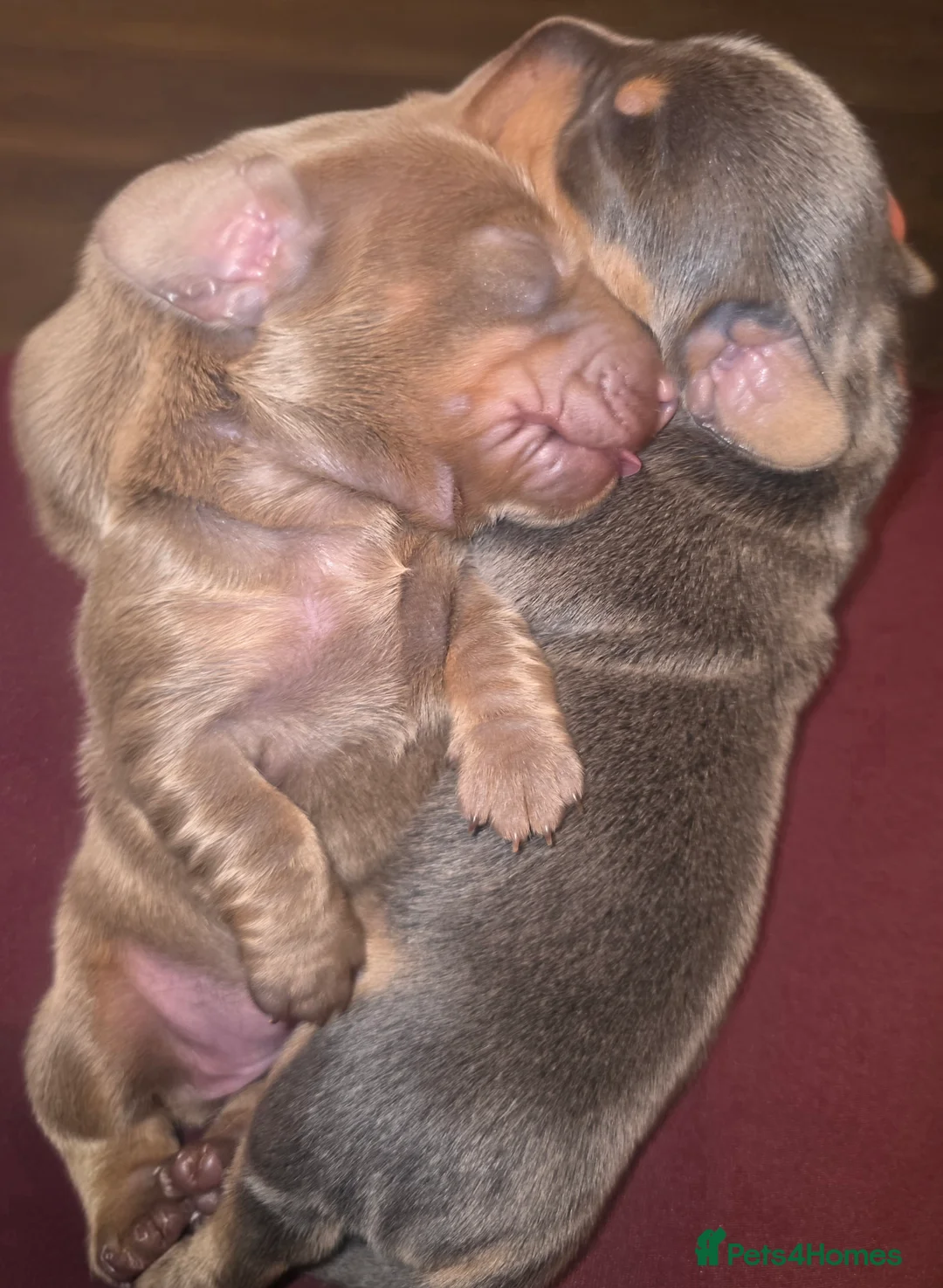 Miniature Dachshund dogs for sale: Gorgeous Litter Of Miniature Dachshunds  - Advert 7