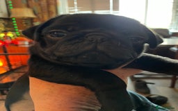 Pug dogs for sale: Last Baby pug  - Image 2