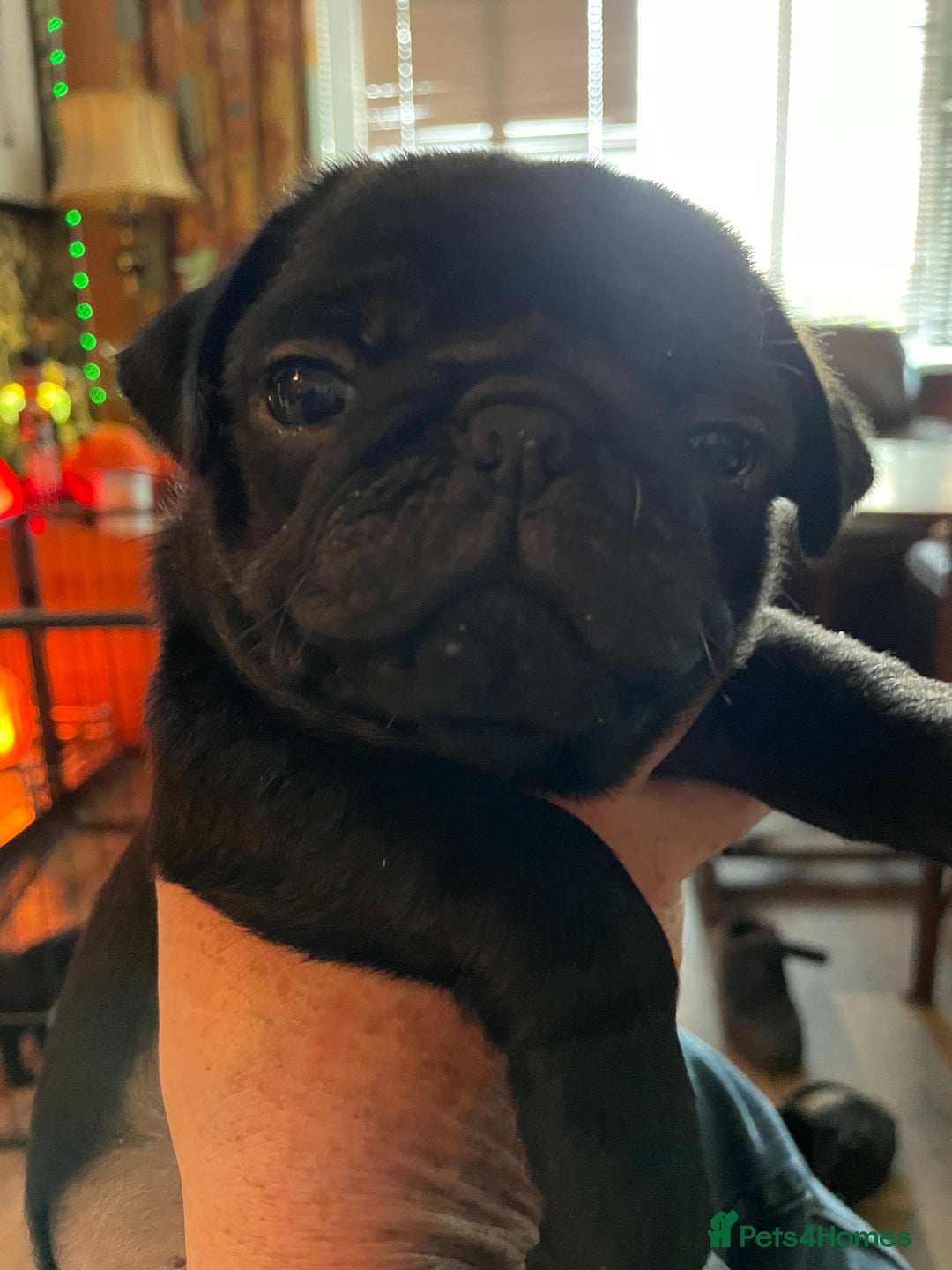 Pug dogs for sale: Last Baby pug  - Image 2