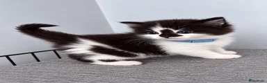 Kitten 2 blue collar