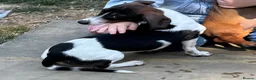 Dachshund dogs for sale: Beautiful piebald dachshund  - Advert 1