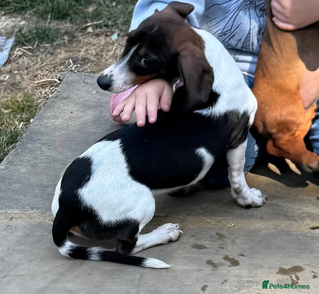 Dachshund dogs for sale: Beautiful piebald dachshund  - Advert 1