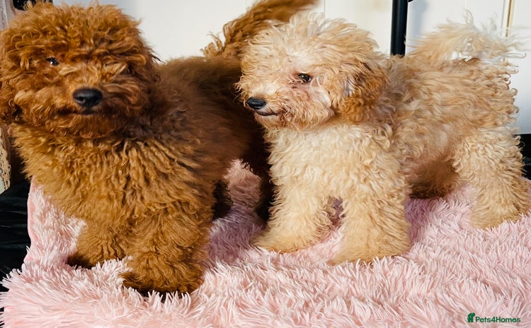 Miniature Poodle dogs - Advert 9