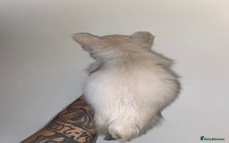 French Bulldog dogs for sale: High Quality Fluffy french bulldogs  - Image 10