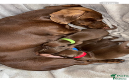Miniature Dachshund dogs for sale: Miniature dachshund  - Image 3