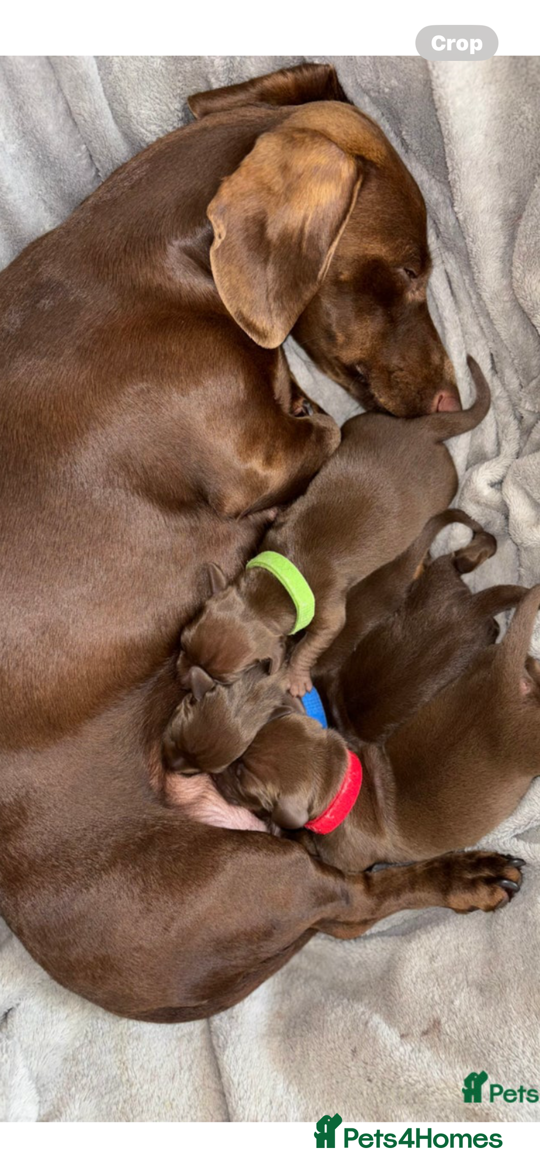 Miniature Dachshund dogs for sale: Miniature dachshund  - Image 3