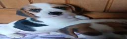 Beagle dogs for sale: Beagle puppies  - Advert 22