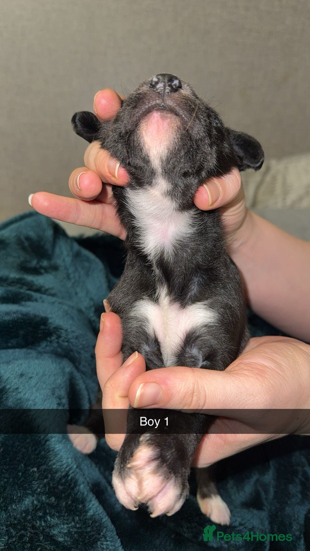 Lurcher dogs for sale: Bedding x whippet pups  - Advert 8