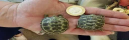 Tortoise reptiles for sale: Baby horsefield tortoise with full set up - Advert 1