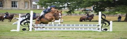 Welsh Section D horses for sale: 14.3/15hh allrounder gelding  in Rowlands Gill - Advert 7