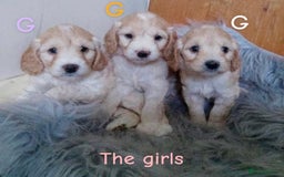 Cockapoo dogs for sale: ⭐️VERY RARE TOY Cockapoo Puppies⭐️🐶 - Image 39