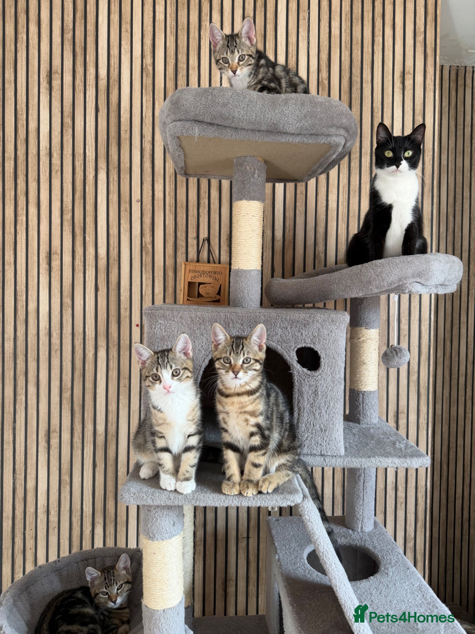 Mixed Breed cats Beautiful 4 kittens looking for a loving home  - Advert 2