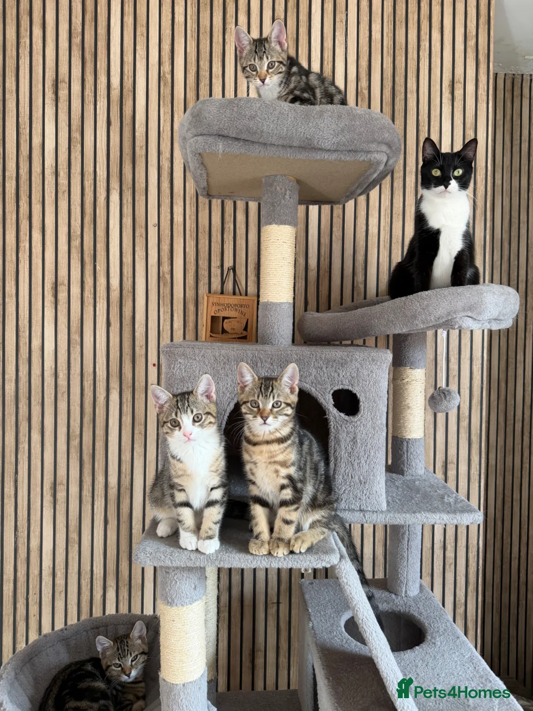 Mixed Breed cats for sale: Beautiful 4 kittens looking for a loving home  in Blackpool - Advert 1