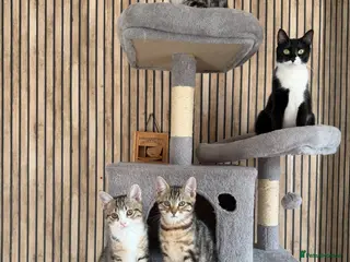 Mixed Breed cats Beautiful 4 kittens looking for a loving home - Advert 2