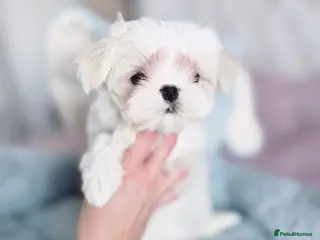 Maltese dogs ✨READY NOW stunning full Korean maltese girl✨ - Advert 4