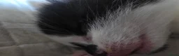 Mixed Breed cats for sale: Available now! Last boy left  - Advert 5