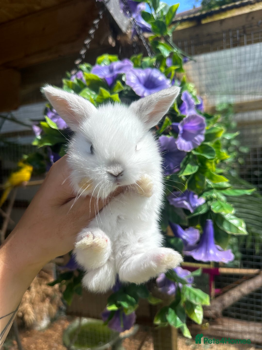 Mini Lop rabbits for sale: Cutest Baby Mini Lop Bunny’s  - Image 10