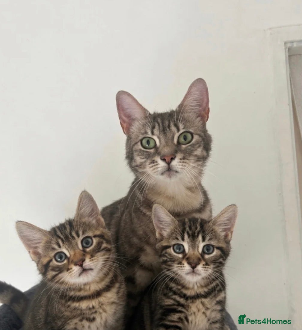 Mixed Breed cats Kitten for sale (Bengal/Blue) - Advert 2