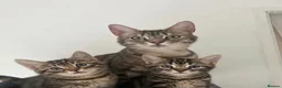 Mixed Breed cats for sale: Kitten for sale (Bengal/Blue) in Accrington - Advert 1