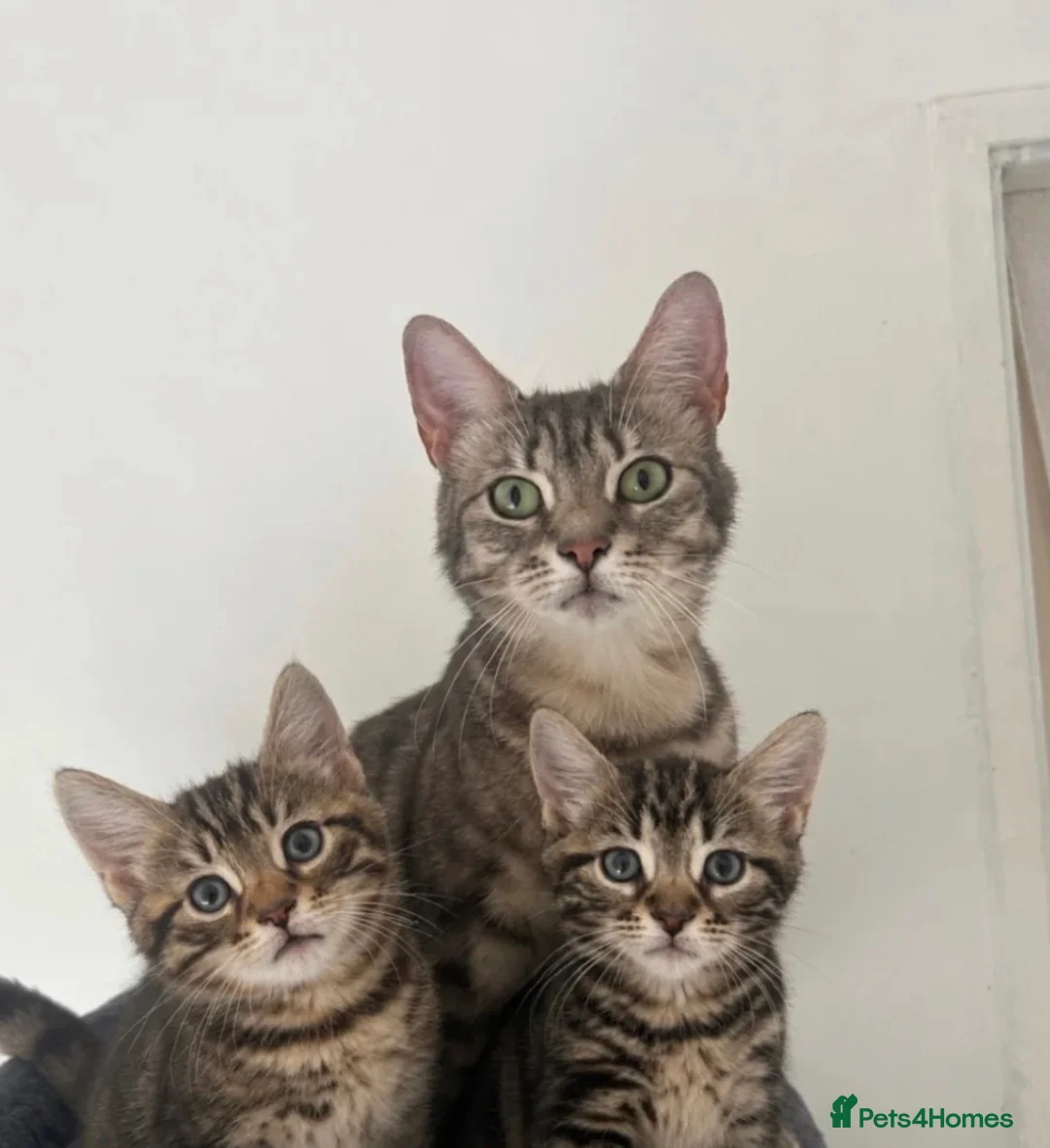 Mixed Breed cats for sale: Kitten for sale (Bengal/Blue) in Accrington - Advert 1