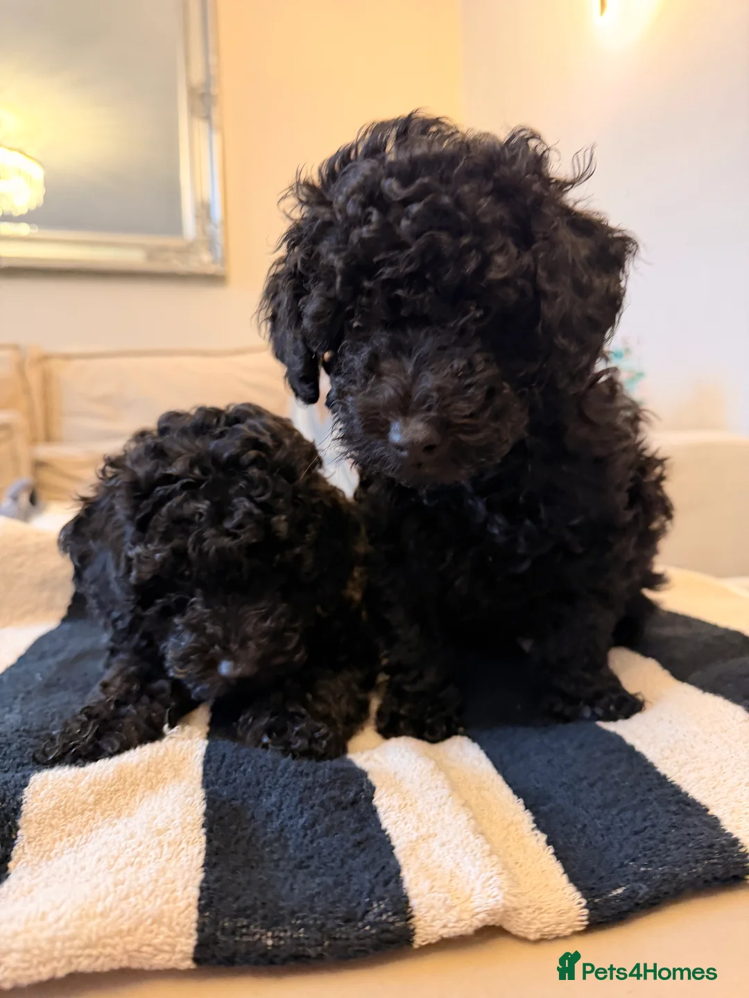 Toy Poodle dogs for sale: Toy Poodle Puppies - READY TO LEAVE - Advert 1