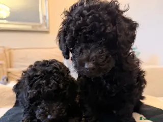 Toy Poodle dogs Toy Poodle Puppies - READY TO LEAVE - Advert 2