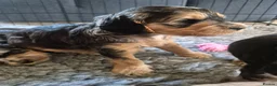 Cockapoo dogs for sale: 🐾 Beautiful F1 Cockapoo Puppies 🐾  - Advert 19