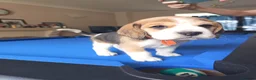 Beagle dogs for sale: Beautiful Pure Beagle Puppies  in Ledbury - Advert 12