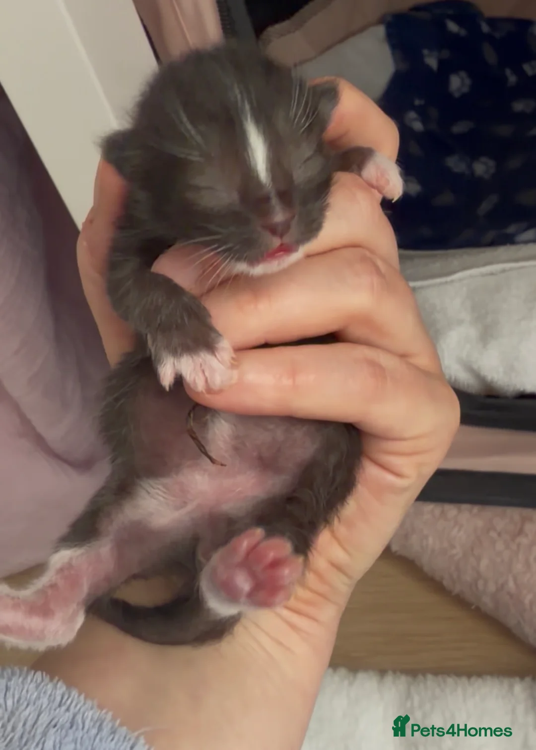 Ragdoll cats for sale: Beautiful Ragdoll cross kittens  - Advert 2
