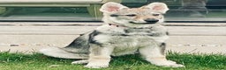 Saarloos Wolfdog dogs for sale: Saarloos Wolfdog  - Advert 6