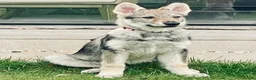 Saarloos Wolfdog dogs for sale: Saarloos Wolfdog  - Advert 6