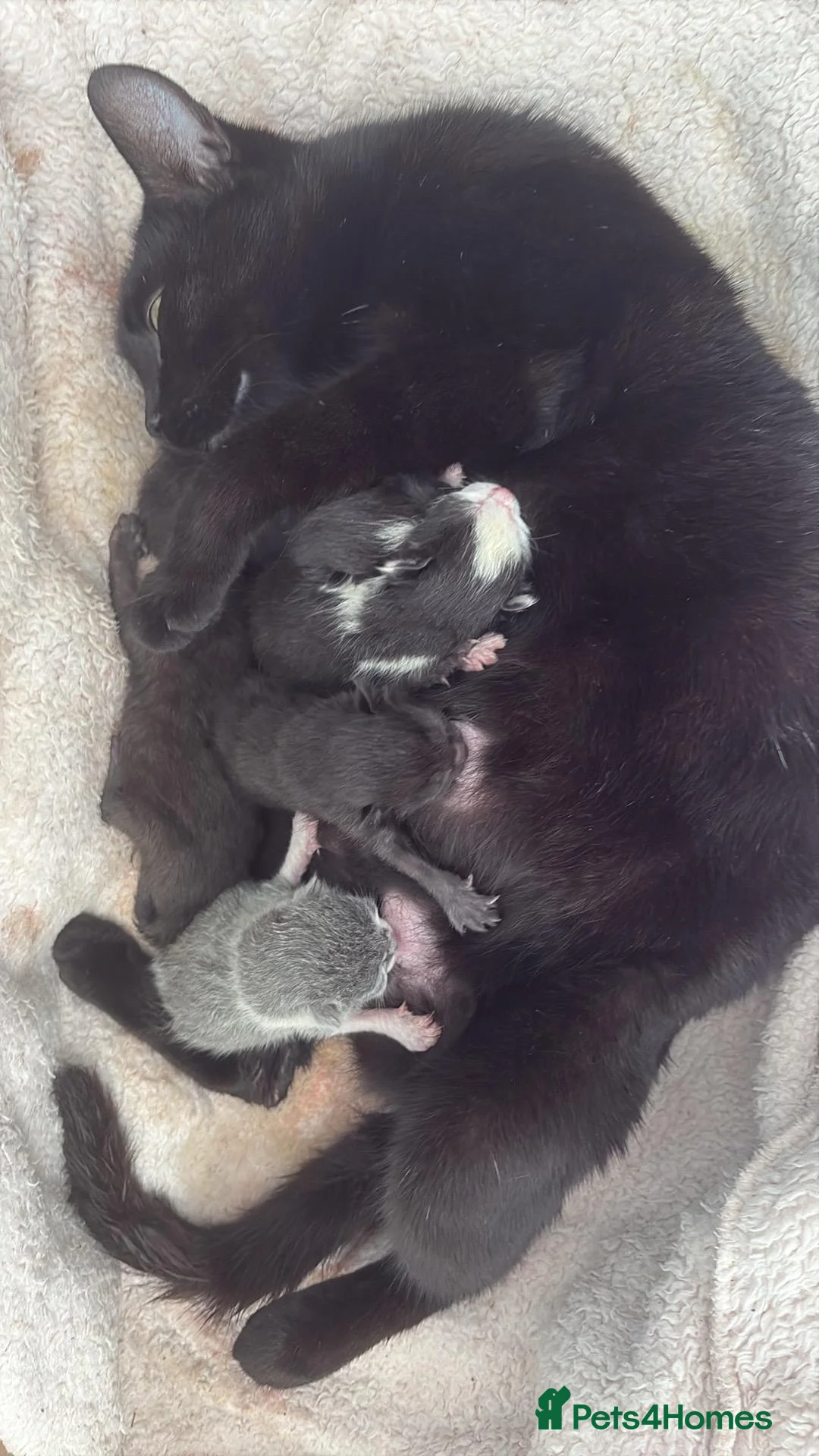 Mixed Breed cats for sale: Little ones are looking for loving home - Advert 34