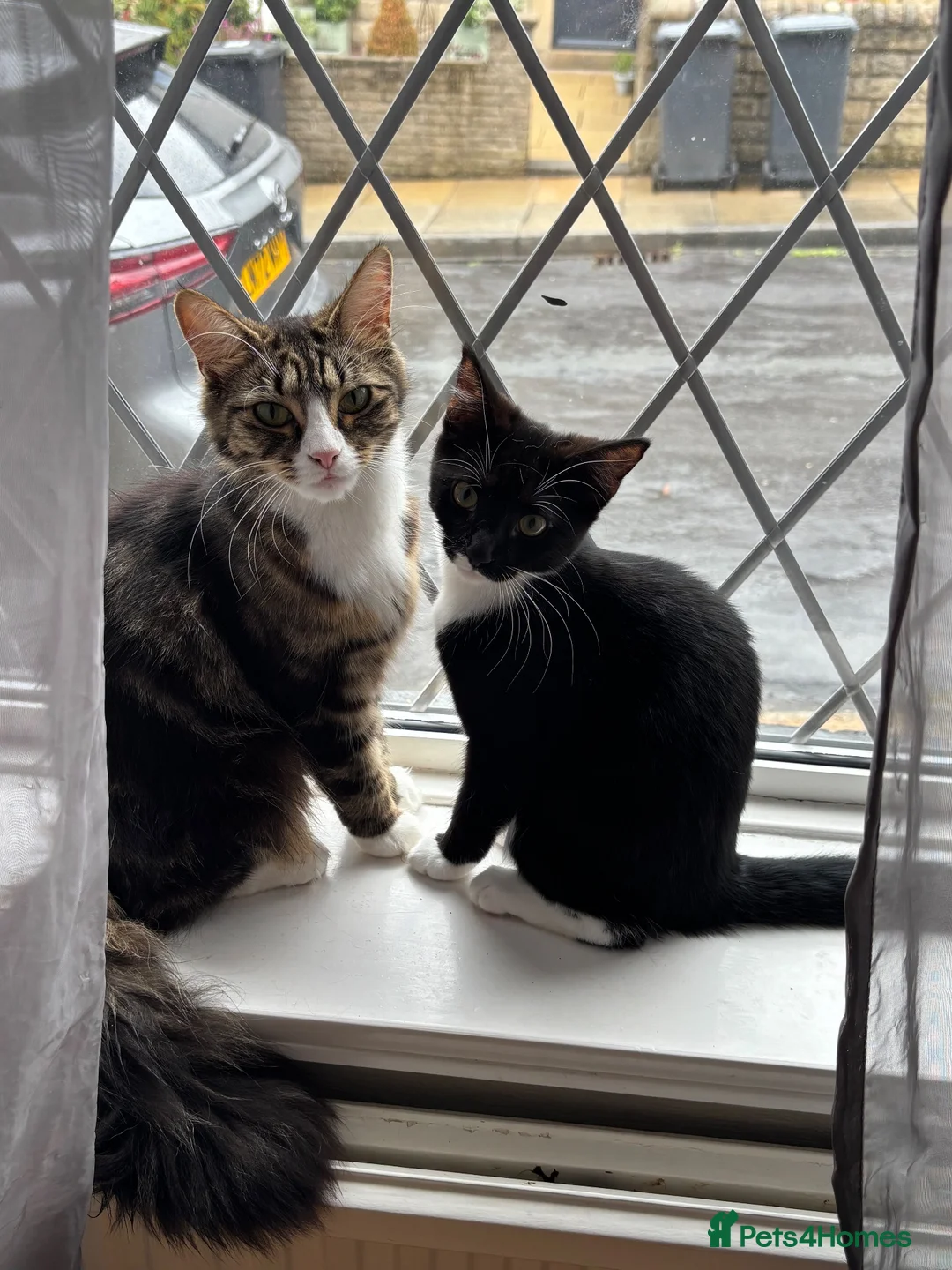 Mixed Breed cats for sale: Black and white cat  - Advert 2