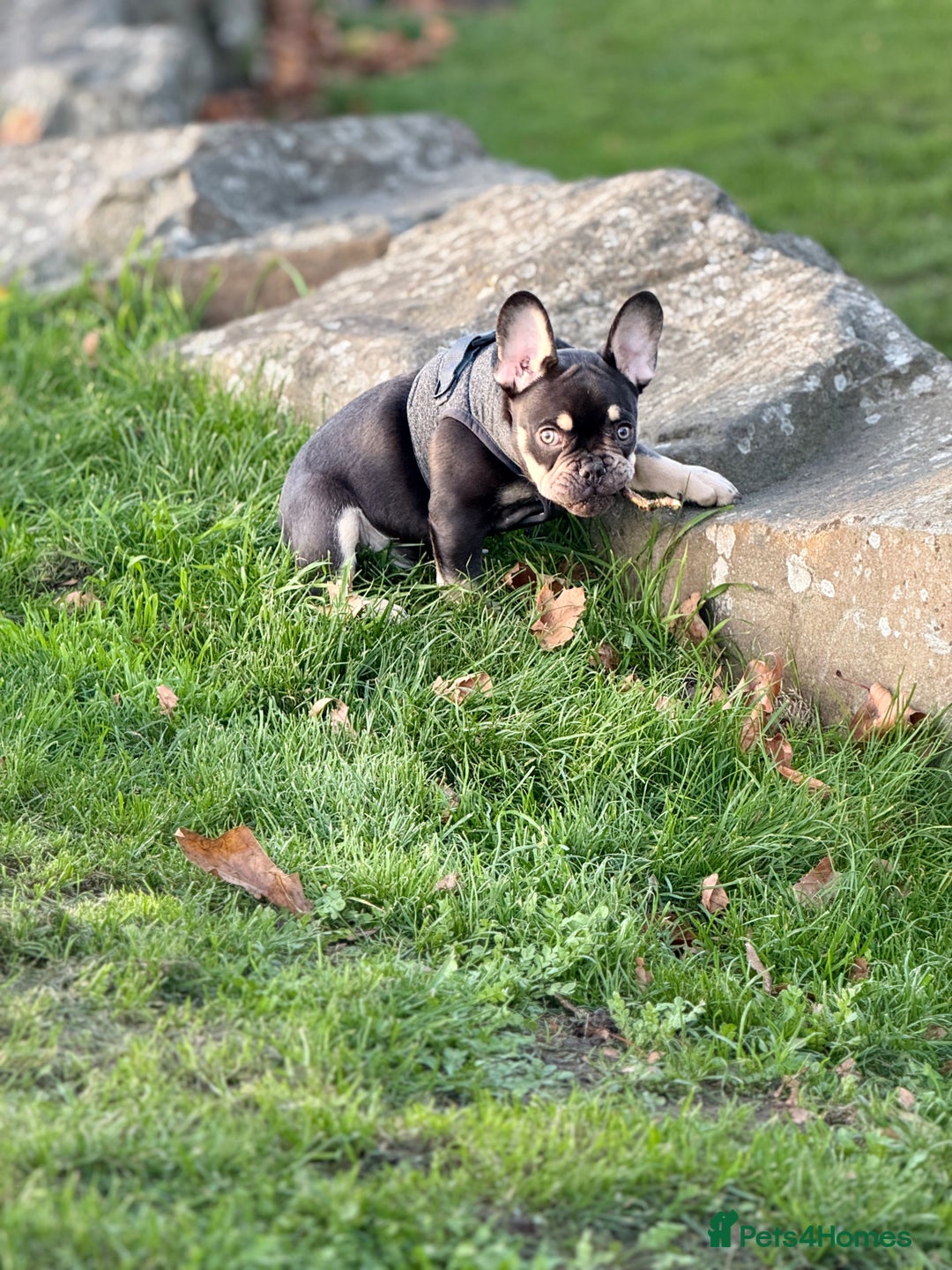 French Bulldog dogs for sale: bulldog franchie - Advert 8