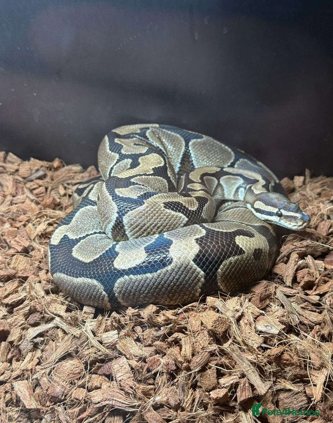 Python Snake reptiles for sale: Male royal python  - Advert 1