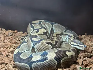 Python Snake reptiles Male royal python - Advert 9