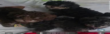 Jackapoo 6